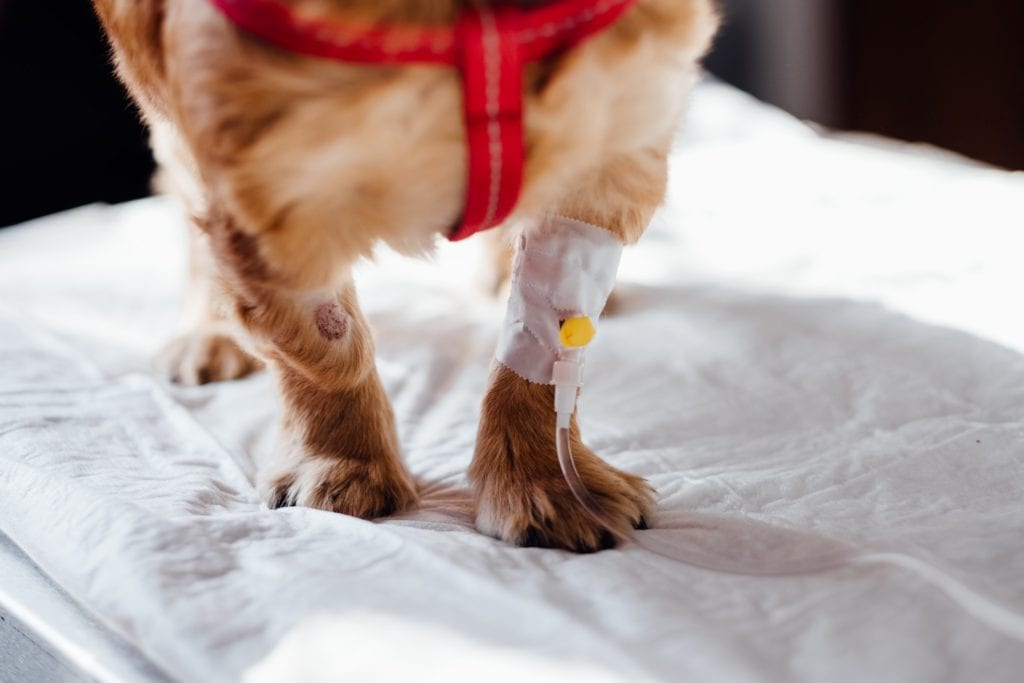 dog-with-intravenous-line-on-his-leg-4074725