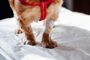 dog-with-intravenous-line-on-his-leg-4074725